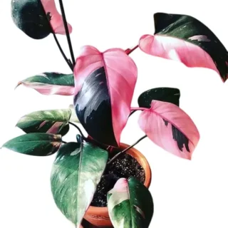 Philodendron Pink Princess Galaxy