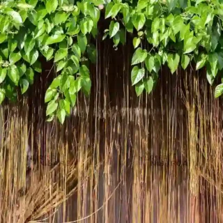 Princess Vine, Millionaires Vine, Cissus Sicyoide, Cissus Nodosa – Super Rare-Pack Of 10