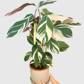 Calathea 'Princess Dalya' Variegated