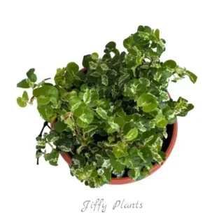 Ficus Pumila Curly Variegated