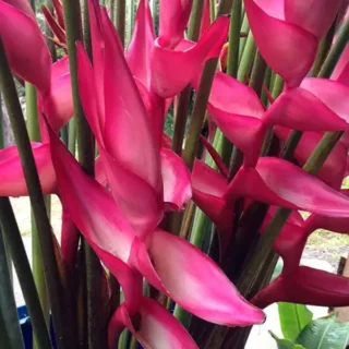 lipstick pink Heliconia