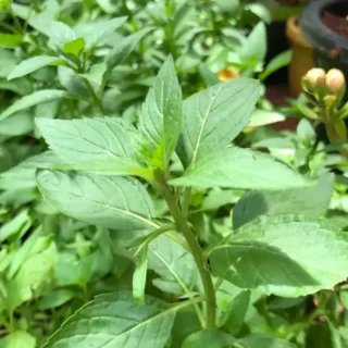 Vicks Tulsi (Mint Tulsi Plant)