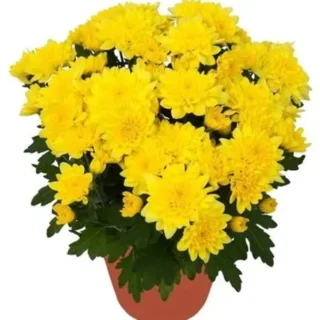 Yellow Chrysanthemum (Jamanthi)