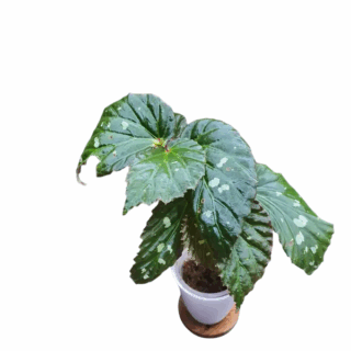 Begonia Malachostica