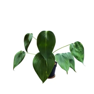 Homalomena Sweet Love Borneo