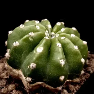 Echinopsis Subdenudata