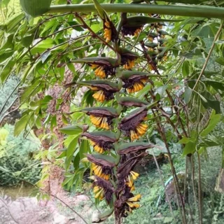 Heliconia Solomonensis