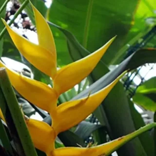 Heliconia Yellow Dancer