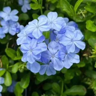 Plumbago Auriculata