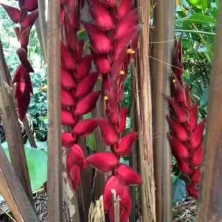 Heliconia Magnifica