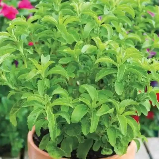 Madhura Tulasi (Stevia)