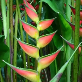 Heliconia Cinnamon