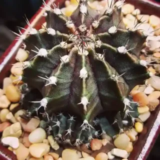 Gymnocalycium mihanovichii