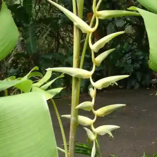 Heliconia Surinam Gold