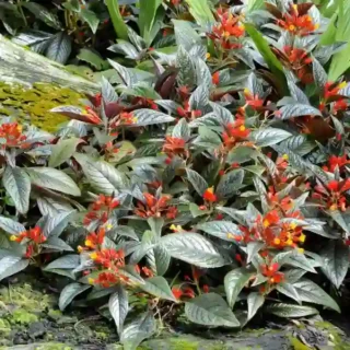 Sunset Bells (Chrysothemis Pulchella)