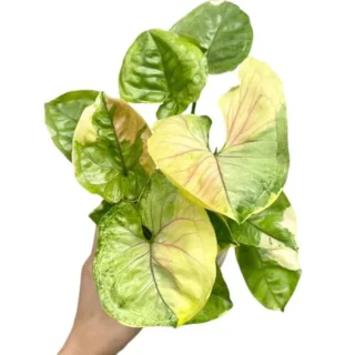 Syngonium Orm Thong, Mango Allusion Variegated