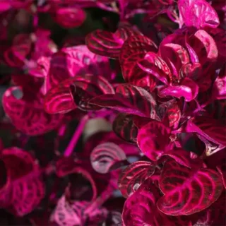 Iresine herbstii (Bloodleaf)