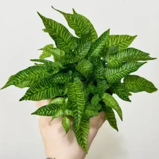 Coniogramme Emeiensis Golden Zebra, Striped Bamboo Fern