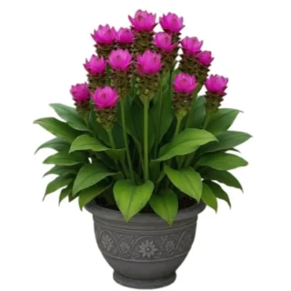 Curcuma Purple