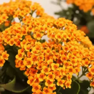 Florist Kalanchoe (Kalanchoe blossfeldiana)