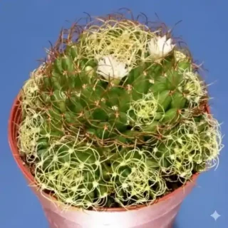 Mammillaria camptotricha cv. Curvispina