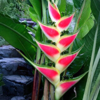 Heliconia Wagneriana