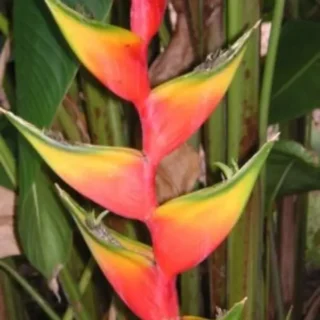 Heliconia Orthotricha Cv. Coconut Ice