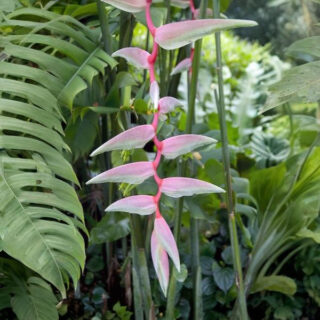 Heliconia chartacea Temptress