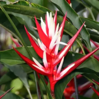 Heliconia Angusta Red Christmas (Holiday)