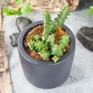 Huernia Saudi-Arabica