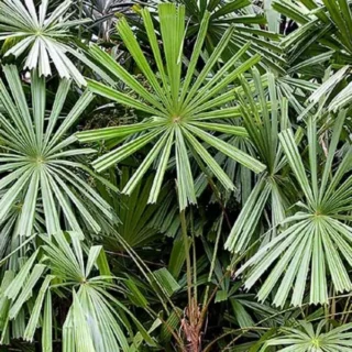 Licuala peltata var peltata - Palmpedia