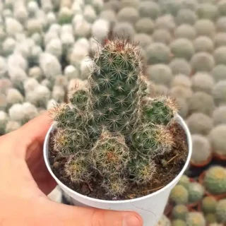 Mammillaria Occidentalis