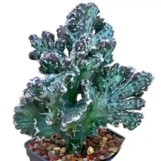 Monvillea speguzzinii cristata