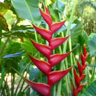 Heliconia Black Cherry