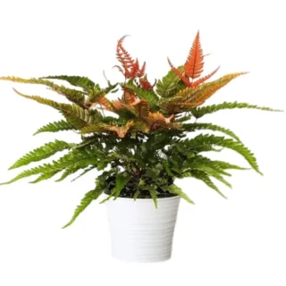 Pteris Quadriaurita Tricolor Or Tricolor Fern