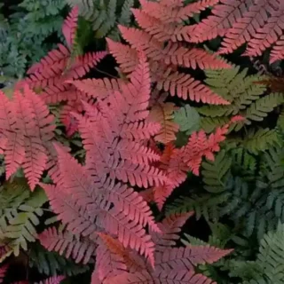 Japanese Rosy Buckler Fern