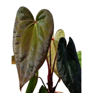 Anthurium Portillae x RVDP