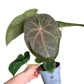 Anthurium Forgetii X Dark Phoenix