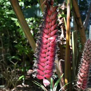 Sawtooth Heliconia