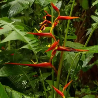 Heliconia sp Heliconiaceae