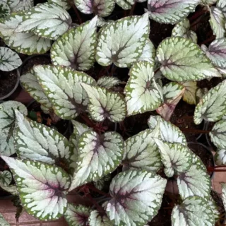 Rex Begonia Ballet