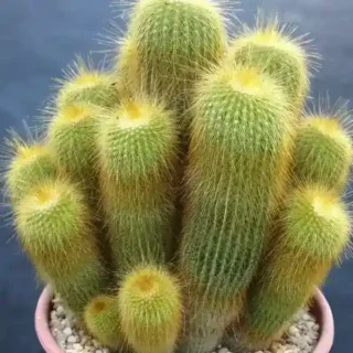 Parodia Leninghausii Cactus