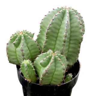 Euphorbia anoplia Cactus