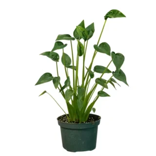 Alocasia Tiny Dancer