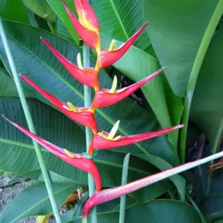 Heliconia Farinosa Rio