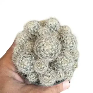 Mammilaria Prolifera