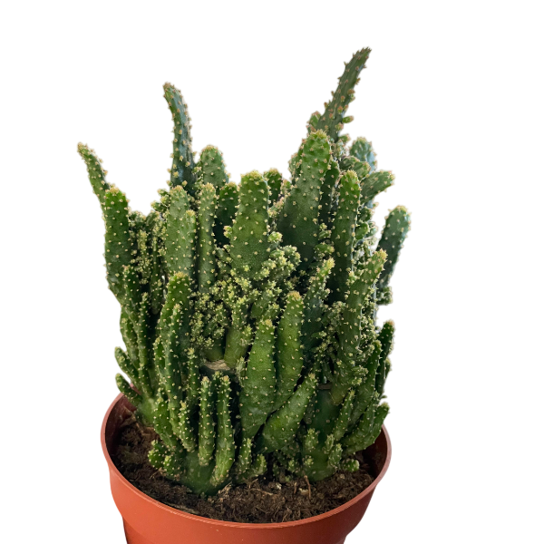 Opuntia Tuna Monstruosa Cactus