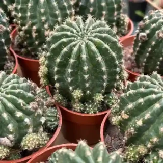 Levende cactus-zeldzame cactus