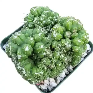 Cacti Cereus Repandus Petra