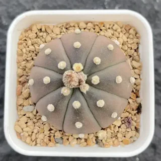 Astrophytum asterias Purple